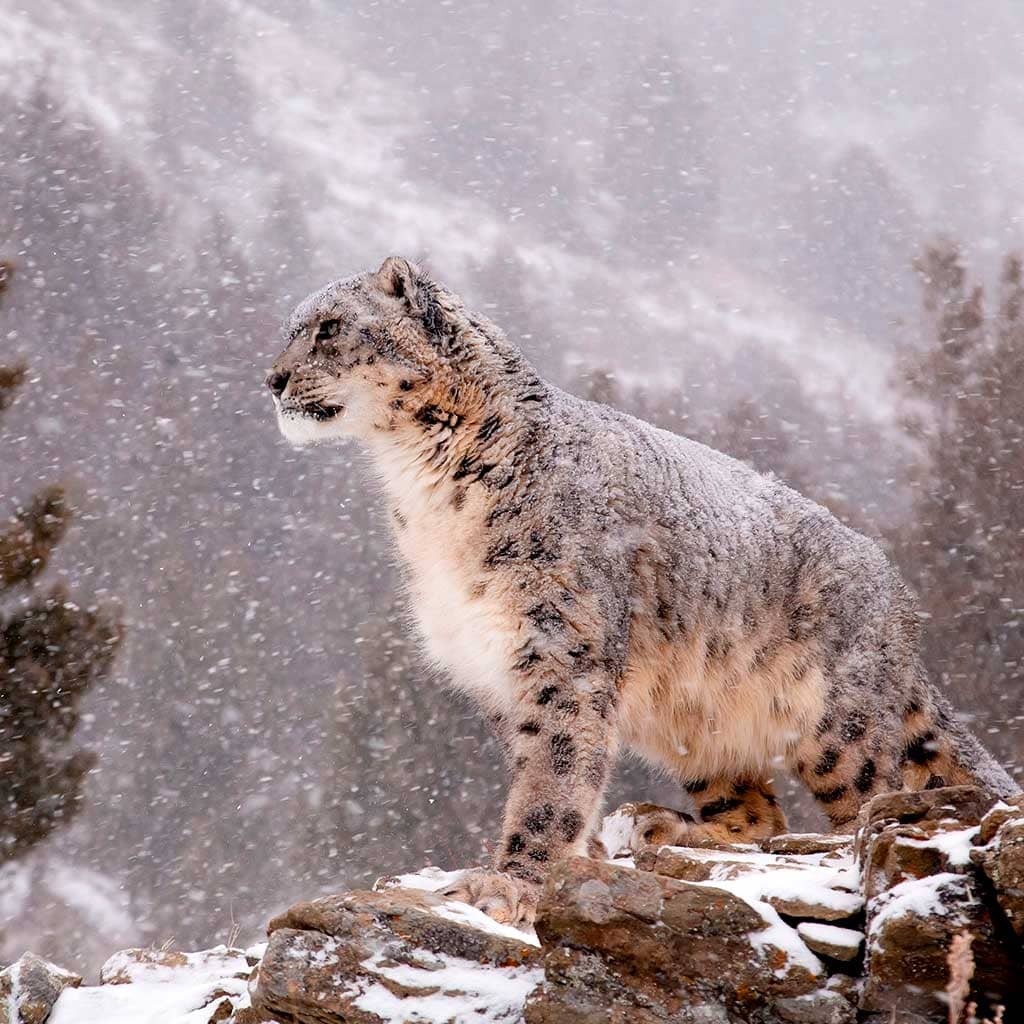 Snow leopard